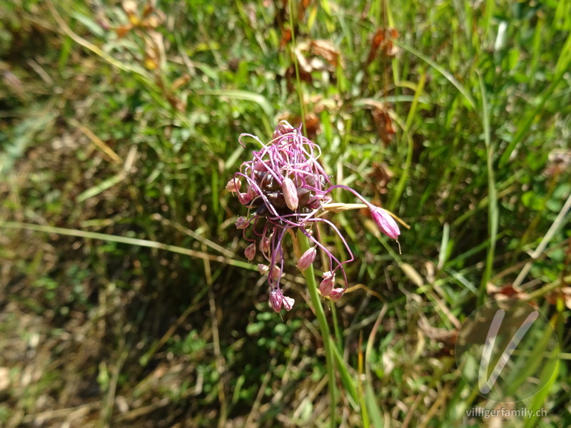 Gewöhnlicher Gekielter Lauch: Blüten