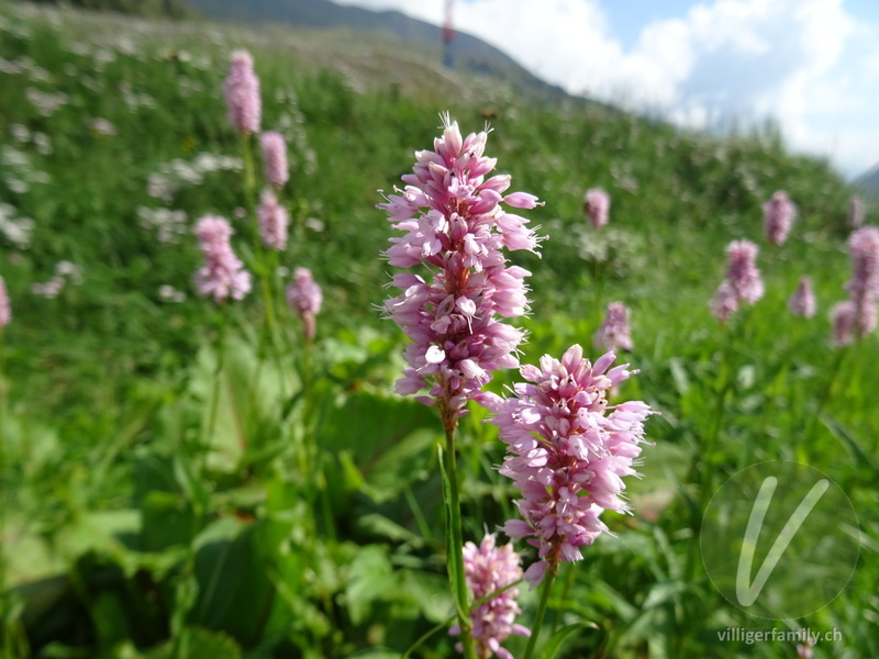 Schlangen-Knöterich: Blüten