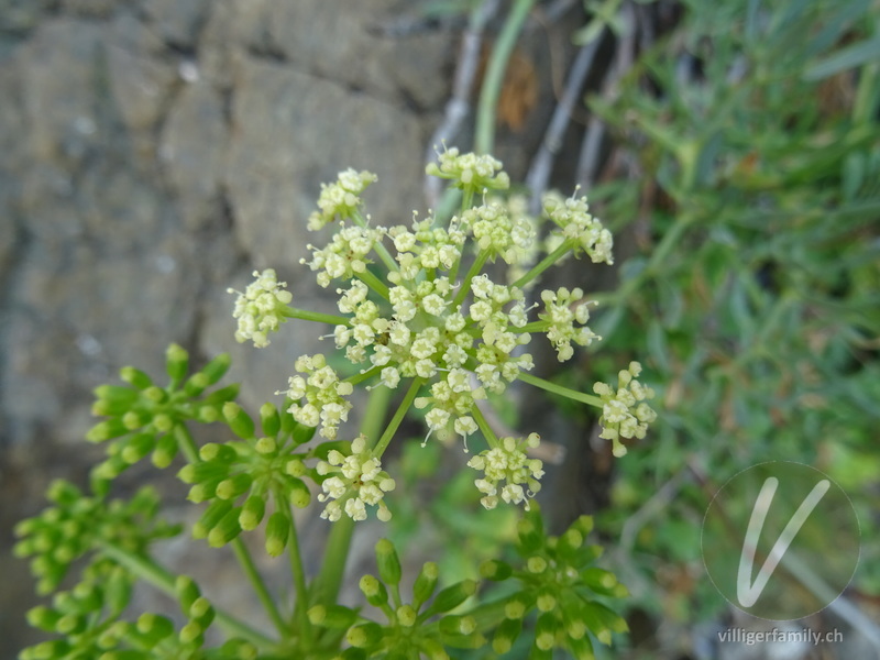 Meerfenchel: Blüten