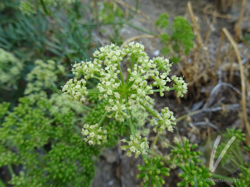 Meerfenchel: Blüten