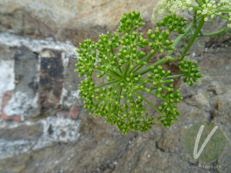 Meerfenchel: Blüten