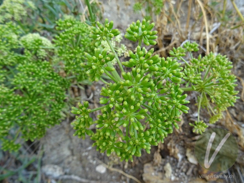 Meerfenchel: Blüten