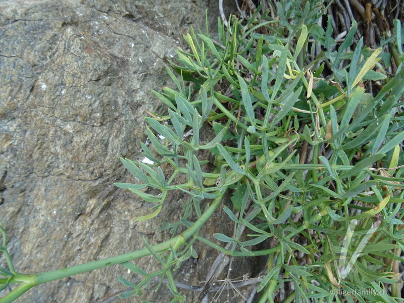 Meerfenchel: Blätter