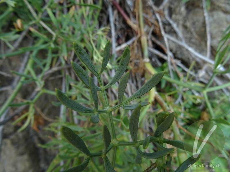 Meerfenchel: Blätter