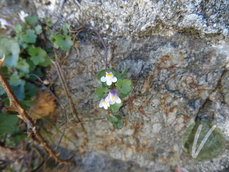 Zimbelkraut: Blüten, Gesamtbild