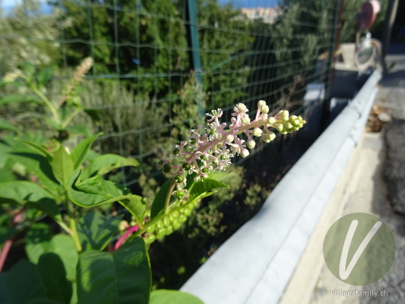 Amerikanische Kermesbeere: Blüten
