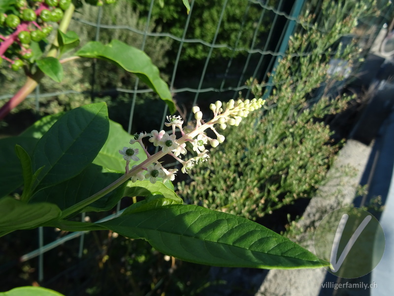 Amerikanische Kermesbeere: Blüten