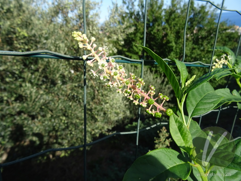 Amerikanische Kermesbeere: Blüten, Früchte