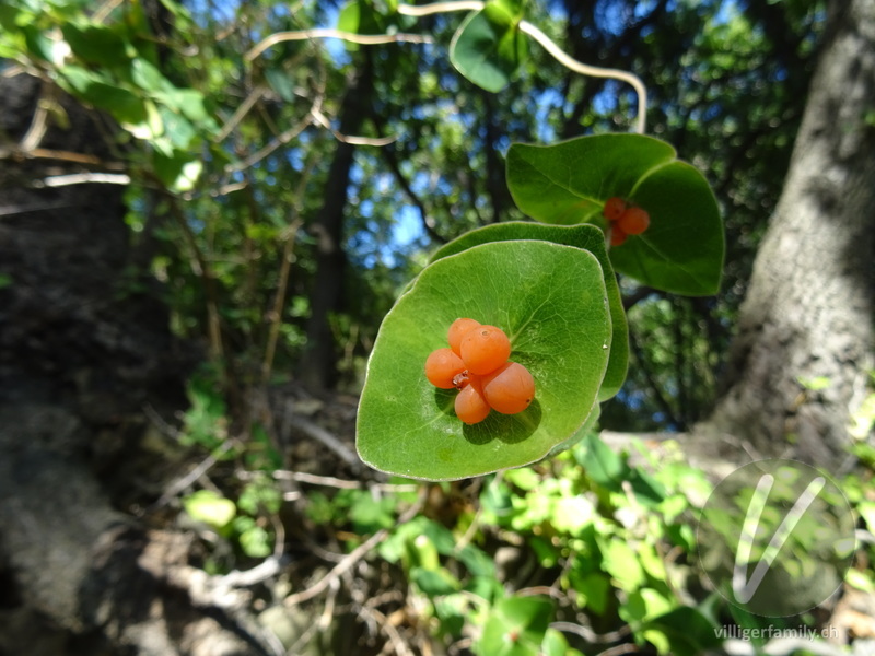 Garten-Geissblatt: Früchte, Blätter