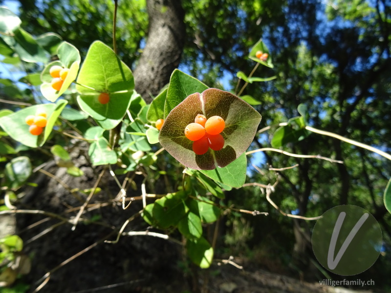 Garten-Geissblatt: Früchte