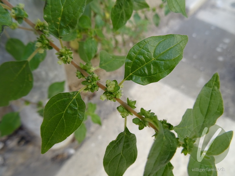 Aufrechtes Glaskraut: Blätter, Blüten