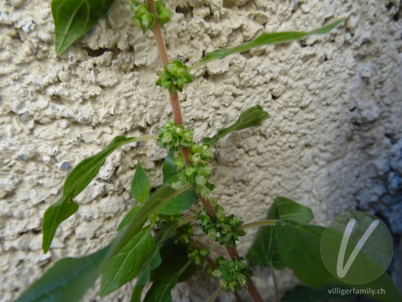 Aufrechtes Glaskraut: Blüten, Stengel