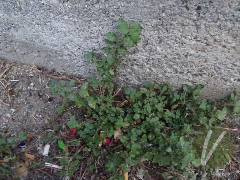 Glaskraut (Parietaria lusitanica): Gesamtbild