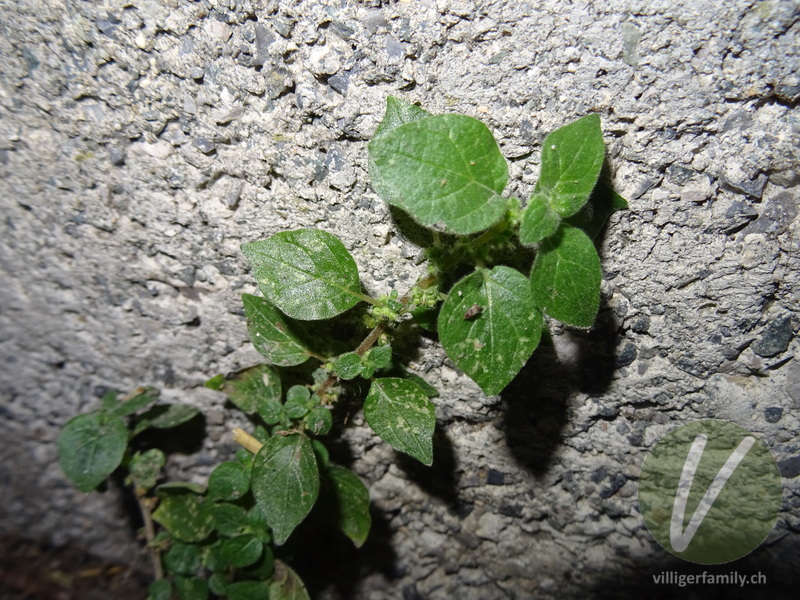 Glaskraut (Parietaria lusitanica): Blätter