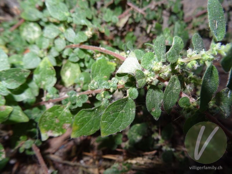 Glaskraut (Parietaria lusitanica): Blätter, Früchte