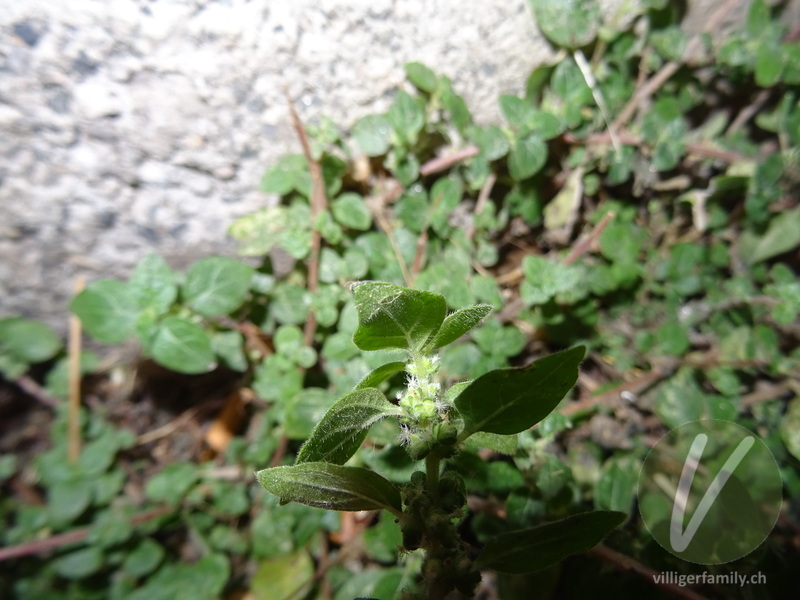 Glaskraut (Parietaria lusitanica): Blätter