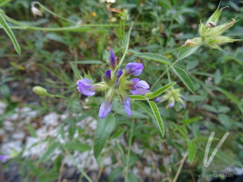 Asphaltklee: Blüten