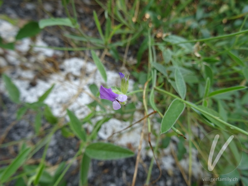 Asphaltklee: Blüten