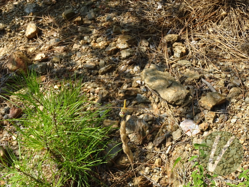 Grosse Heidelibelle: 