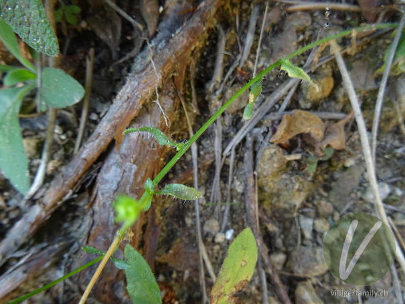 Sandglöckchen (Jasione orbiculata): Stengel, Blätter