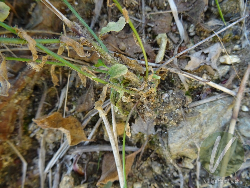 Sandglöckchen (Jasione orbiculata): Stengel