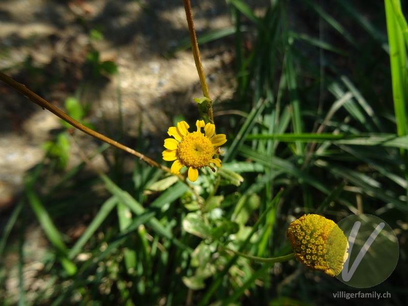 Kranzwucherblume: Blüten