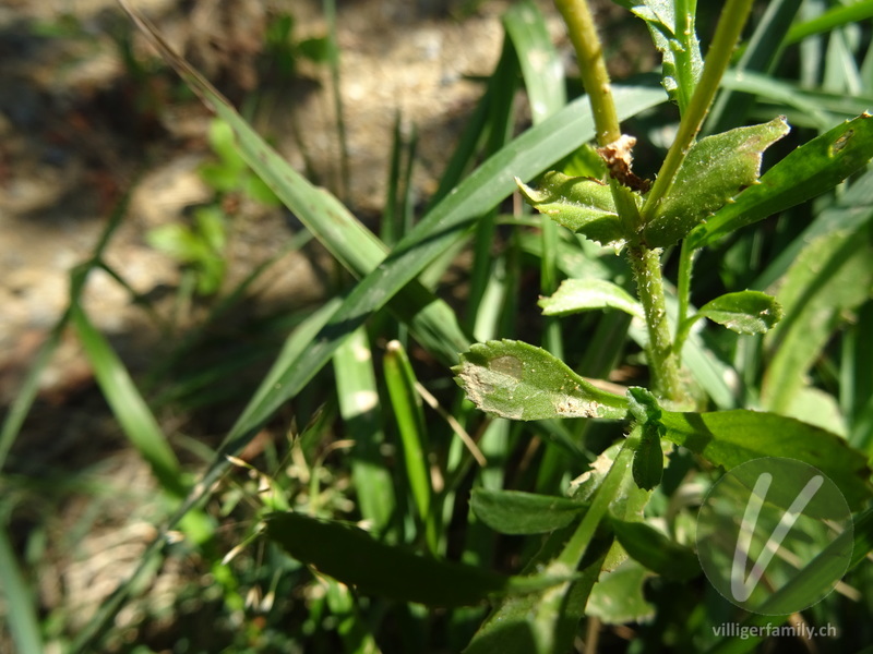 Kranzwucherblume: Blätter
