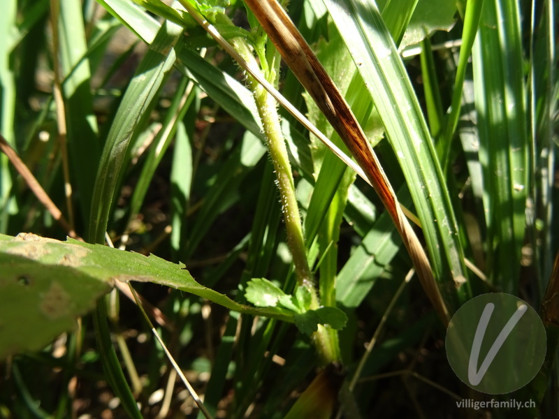 Kranzwucherblume: Stengel