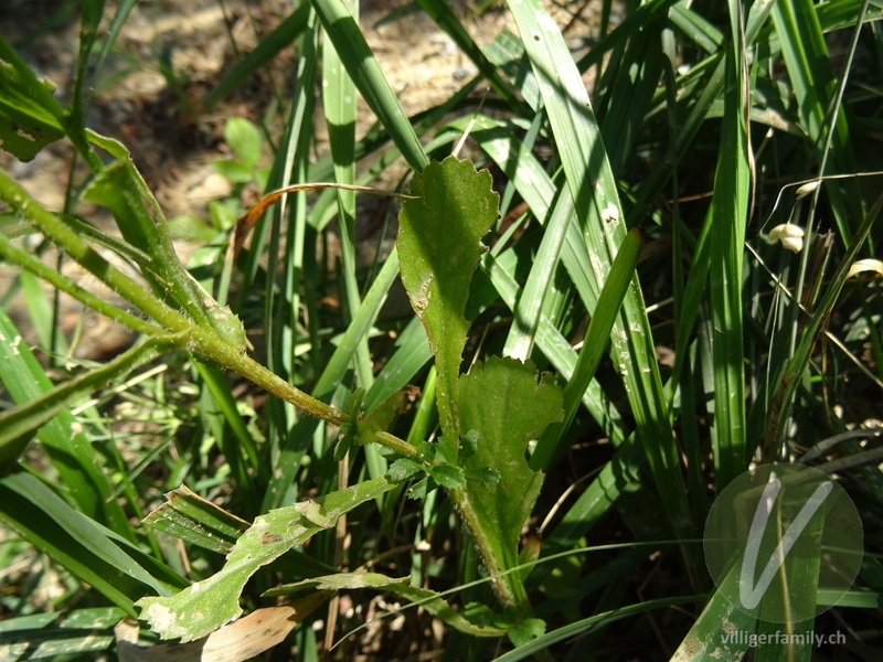 Kranzwucherblume: Stengel, Blätter
