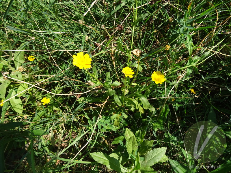 Kranzwucherblume: Blüten, Gesamtbild