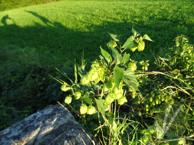 Hopfen: Gesamtbild, Blüten