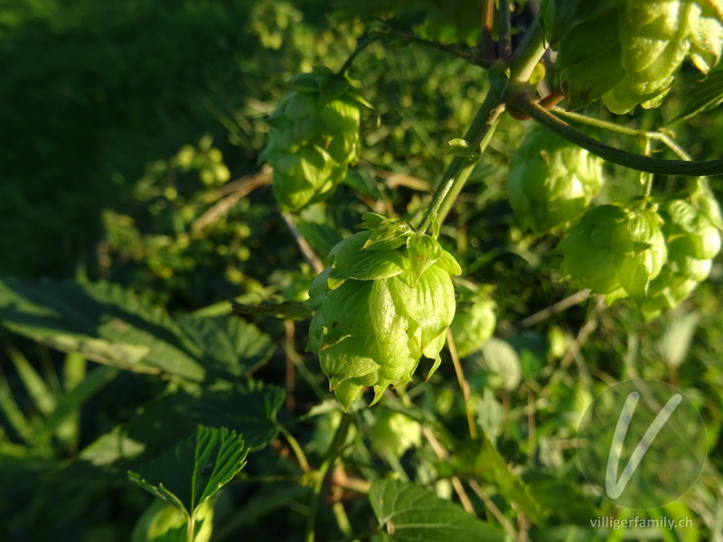 Hopfen: Blüten