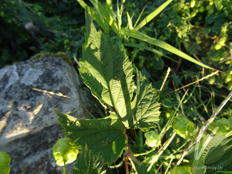 Hopfen: Blätter