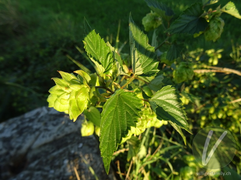 Hopfen: Blätter, Blüten