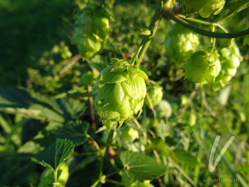 Hopfen: Blüten
