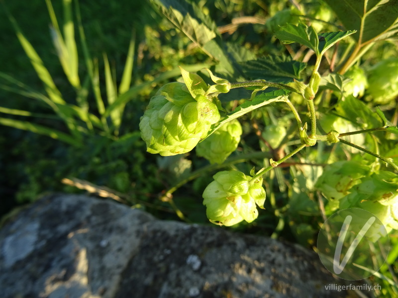 Hopfen: Blüten