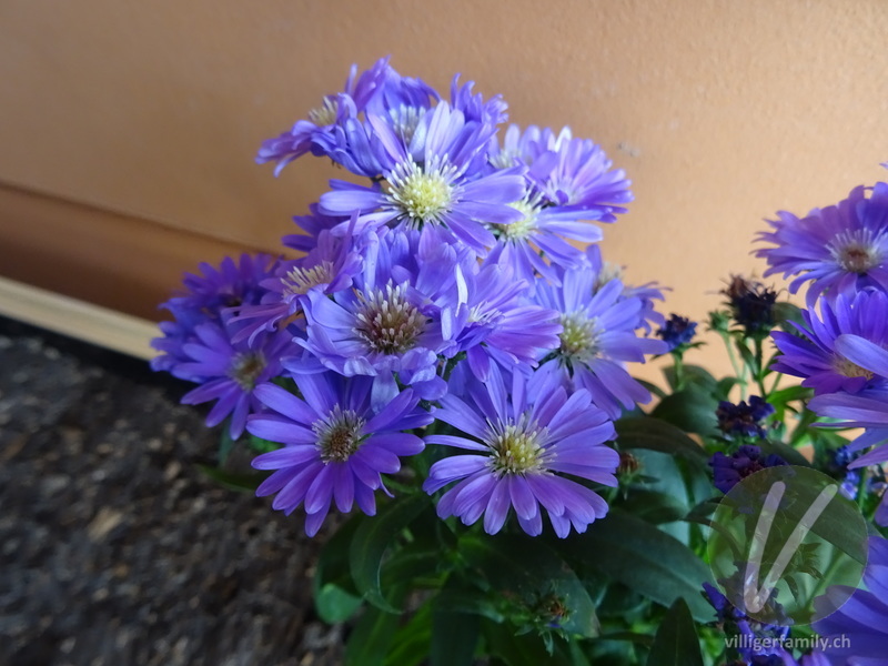 Neubelgische Aster: Blüten