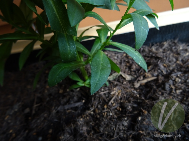 Neubelgische Aster: Blätter