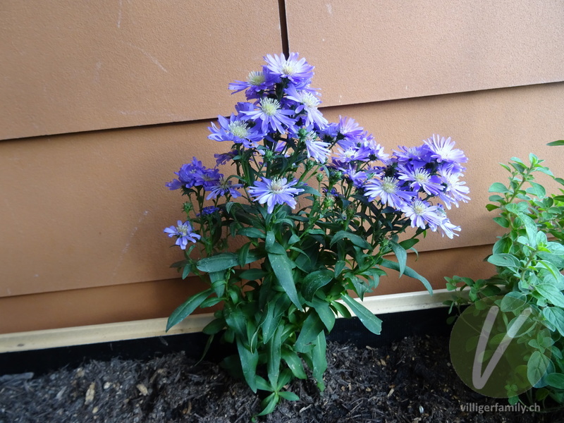 Neubelgische Aster: Gesamtbild