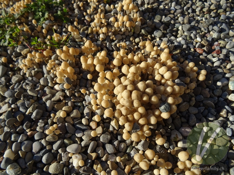 Blasser Glimmertintling: 