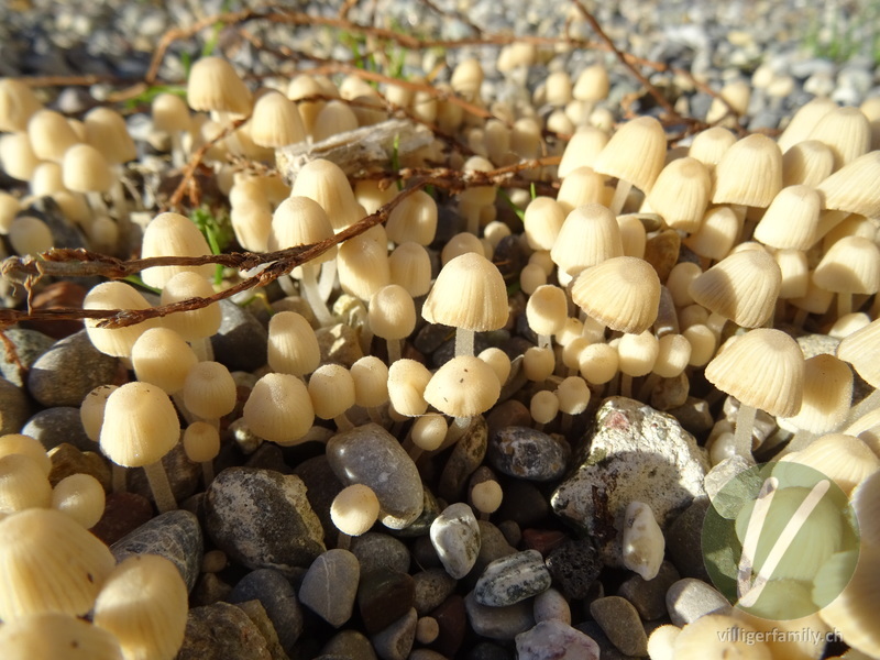 Blasser Glimmertintling: 