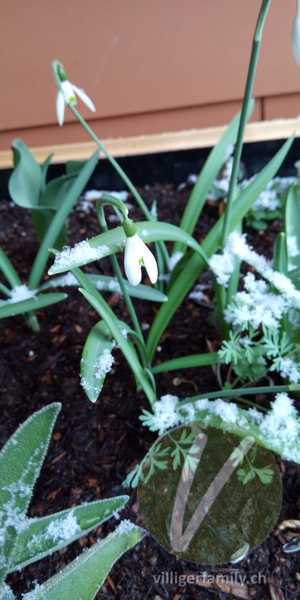 Schneeglöckchen: Gesamtbild