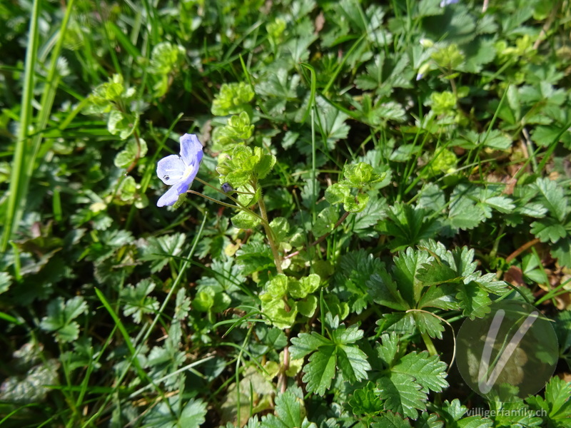 Faden-Ehrenpreis: Gesamtbild, Blätter, Blüten