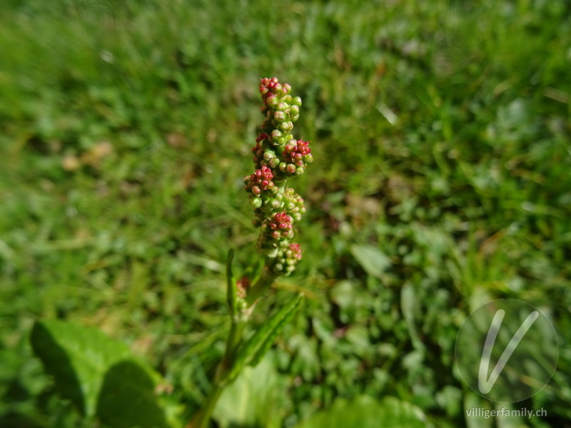 Wiesen-Sauerampfer: Blüten