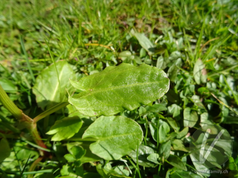 Wiesen-Sauerampfer: Blätter