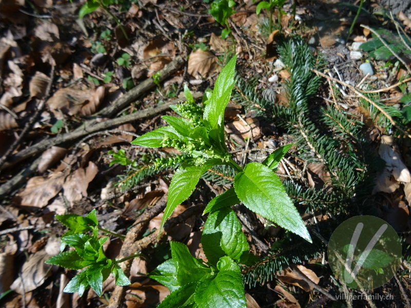 Wald-Bingelkraut: Gesamtbild, Blätter, Blüten