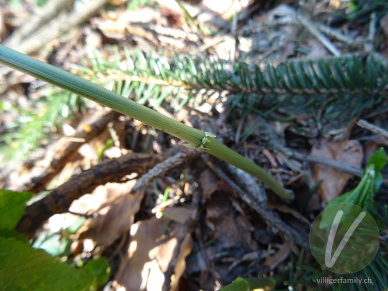 Wald-Bingelkraut: Stengel