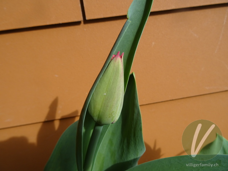 Garten-Tulpe: Blüten