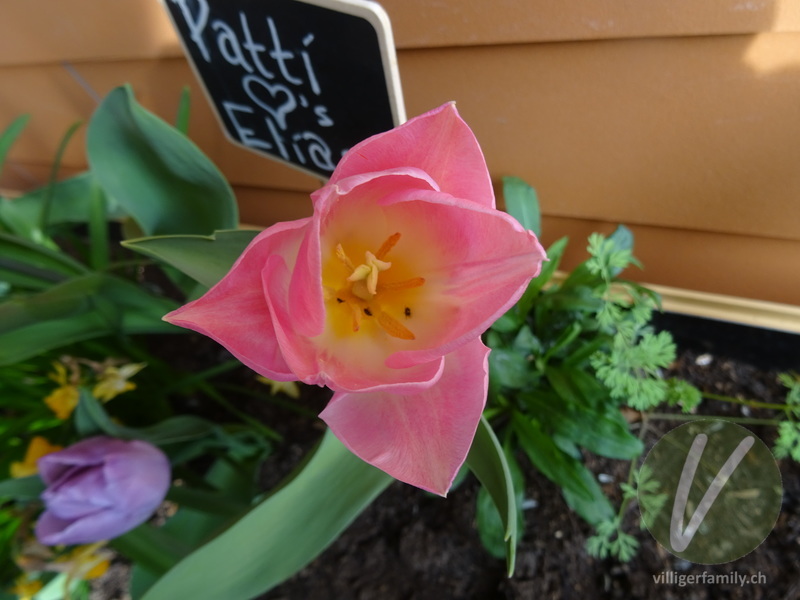Garten-Tulpe: Blüten