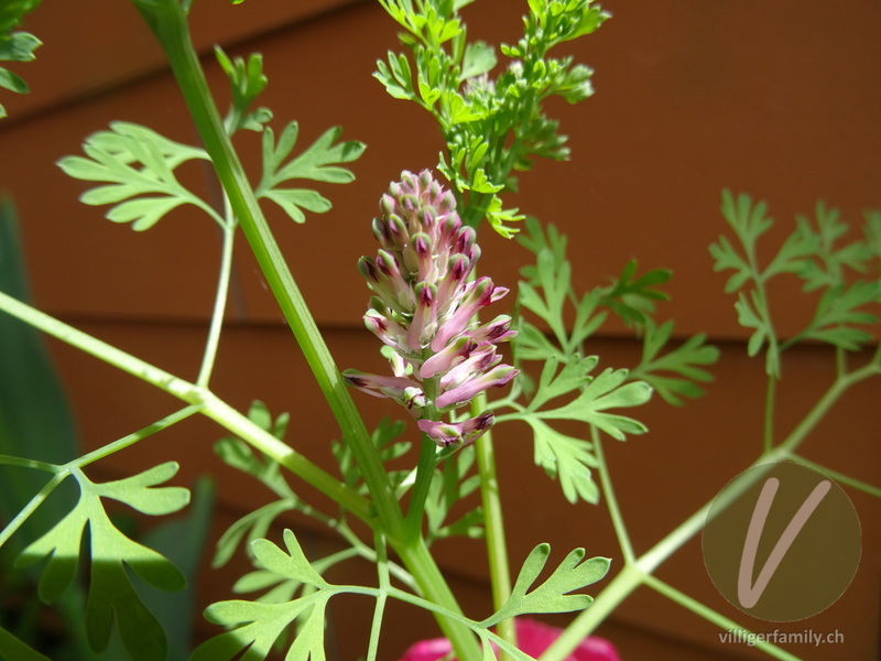 Gewöhnlicher Erdrauch: Blüten